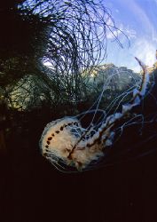 Compass jellyfish.
Friar Island, Connemara.
F90X,16mm. by Mark Thomas 